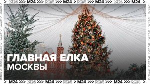Елку для Соборной площади доставят в Москву вечером 10 декабря - Москва 24