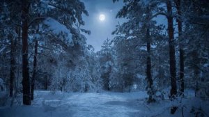 Футаж. Ночной зимний лес.