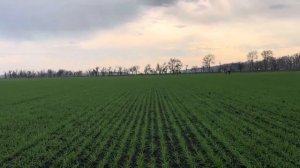 Озимая пшеница. 20.11.2025