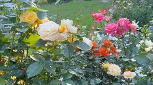 Июль в Саду 16 июля 2025 часть 3