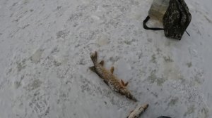 Лёд трещит. Ставлю жерлицы. Рыбалка.