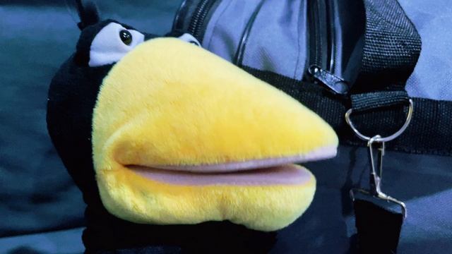 Как какают в космосе? Ворона Ася расскажет