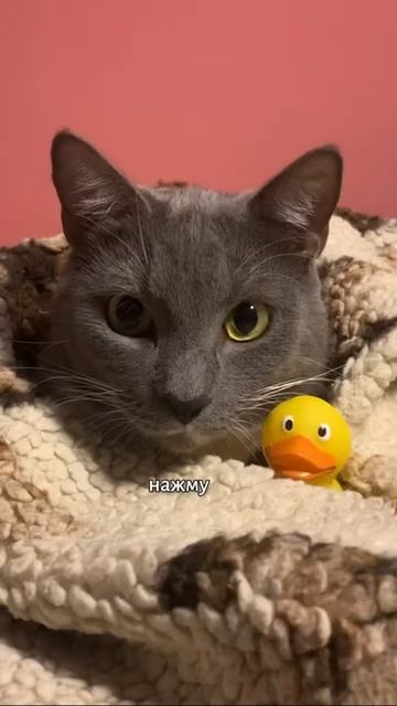 Давайте вспомним старые времена kotinet