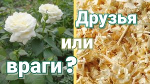 Мульчирование и укрытие роз на зиму. Опилки можно использовать?
