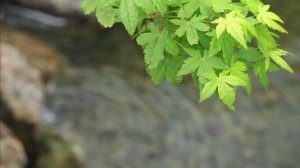 Мультимедиа1