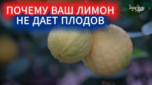 Почему ваш лимон не дает плодов? Исправляем ошибки за 5 шагов