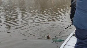 Вип зона. На резину.