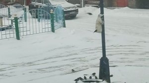 Кормлю птичек