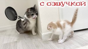 Приколы с котами. С ОЗВУЧКОЙ СМЕШНЫЕ КОТЫ И СОБАКИ Самые смешные животные