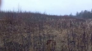 охота с гончими в выходные.