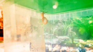 Виноградная улитка - содержание, уход, совместимость, плюсы и минусы