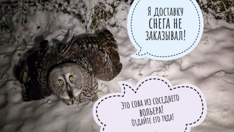 Ого, совам выдали снег! Сидим без интернета уже сутки. Делюсь впечатлениями