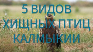 Дикая Калмыкия. Хищные птицы
