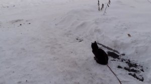 Тишка на улице.