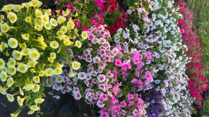 Мало кто знает что ПЕТУНИЮ ВЫРАЩИВАЮТ ТОЛЬКО ТАКИМ СПОСОБОМ все легко и просто