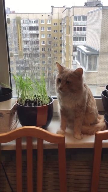 Санкт-Петербург. 10.12.2025. Котёнок Персик, красавец. Дедушка, оторвись от телефона. Эпизод 1