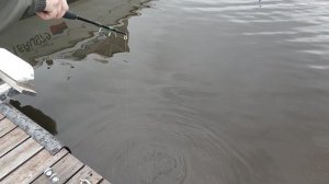 Испытание новой приманки. ч.2