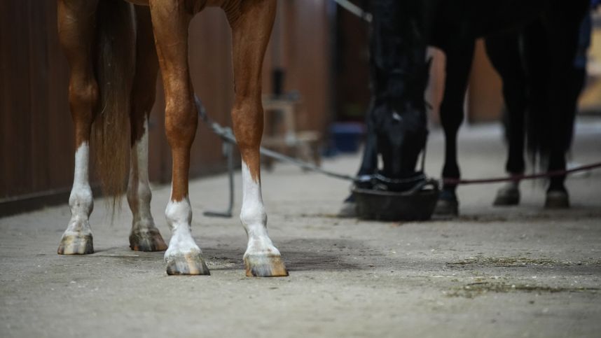 Лошадей отравили кислотой в Волгоградской области