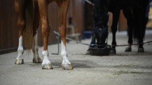 Лошадей отравили кислотой в Волгоградской области