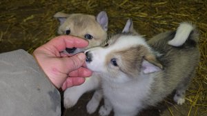 Мясная подкормка