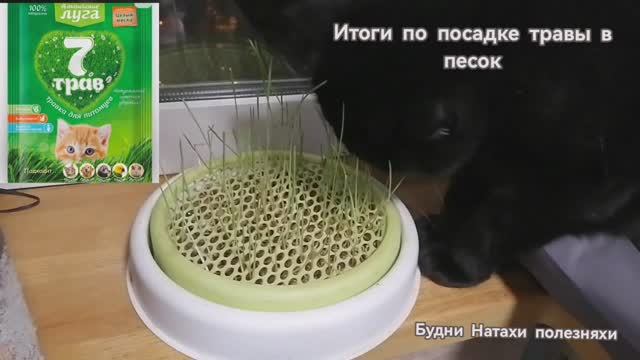 Посадка травы для котиков в песок!