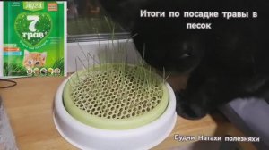 Посадка травы для котиков в песок!