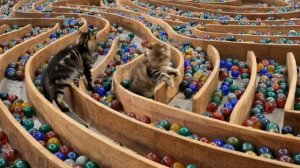 РАЗВЛЕКАТЕЛЬНОЕ ВИДЕО ДЛЯ ДЕТЕЙ