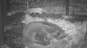 Рыжий кот пришёл в гости к медвежонку Мансуру 😺🐻😮