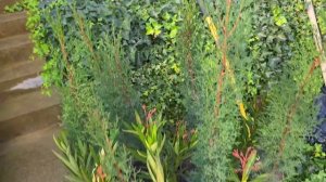 ГЕЛЕНДЖИК! Наш ДЕНДРАРИЙ за 8 ЛЕТ! ЛЕТО ЗИМОЙ! ВЕЧНОЗЕЛЕНЫЙ сад! СОТНИ ВИДОВ растений. Декабрь 2025