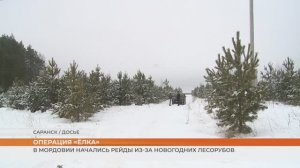 Лесники Мордовии проводят рейды из-за новогодних лесорубов