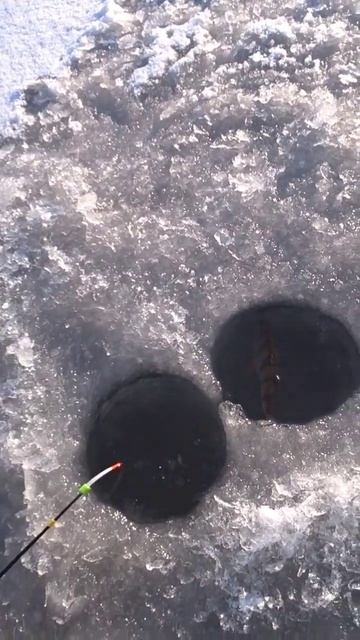 "Аквариум" для живца #рыбалка #зимняярыбалка #shorts смотреть онлайн