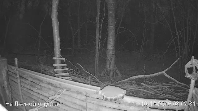 LIVE: На лесной опушке. Природа онлайн смотреть онлайн