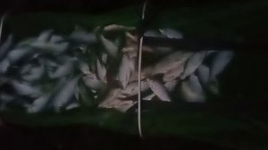 рыбалка на фидер