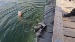 ЛОВЛЯ ФОРЕЛИ для новичков и профи_ Приехала из деревни на КУЛЬТУРНУЮ РЫБАЛКУ! День рождение РК «ЯЗЬ»