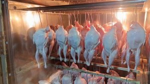 копчёные перепела