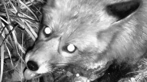 Пока медведь Мансур спит, лиса гуляет в его вольере 😱🦊🐻