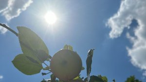 "МИС-Астора групп". Цифровой маркетинг в Ростове-на-Дону и области.