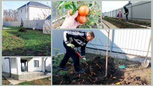 310 ПЕРЕСАДКА ДЕРЕВЬЕВ НА УЧАСТКЕ.  ПОЧИСТИЛА КЛУБНИКУ . УБОРКА.  Жизнь на юге.