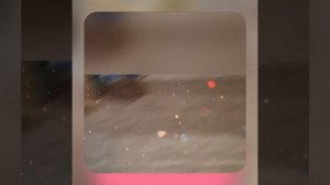 1000042008.mp4 (Собака смотрит на монтаж электропроводки (отверстия под м/коробки) в доме А-фрейм)