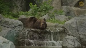 Эта невидимая линия останавливает животных — вот почему