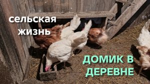Жизнь в деревне Что делать чтобы куры хорошо неслись даже зимой