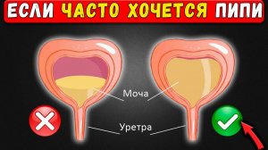 Как прекратить ЧАСТЫЕ походы в туалет ПРОСТОЕ РЕШЕНИЕ