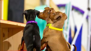 Щенки Цвергпинчер от 0 до 5 месяцев