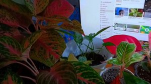 моя коллекция аглаонем.mp4