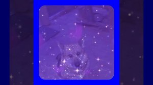 1000042006.mp4 (Собака смотрит на монтаж электропроводки (отверстия под м/коробки) в доме А-фрейм)