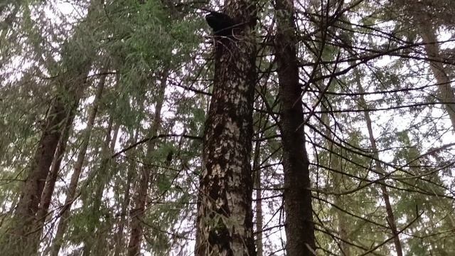 Нашёл место расположения партизанской землянки времён ВОВ и чагу смотреть онлайн