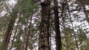 Нашёл место расположения партизанской землянки времён ВОВ и чагу