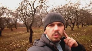 АНТОНОВКА СБОР ЯБЛОК 12.11.2017 ХЕЙТЕРЫ ПСИХОЛОГИЯ ПОВЕДЕНИЯ