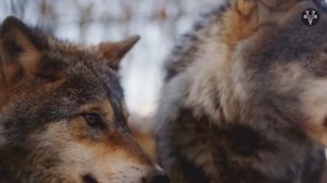 Garik Garik Судьба капканы расставит....