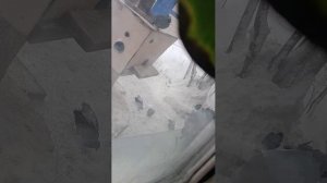 голуби кушают